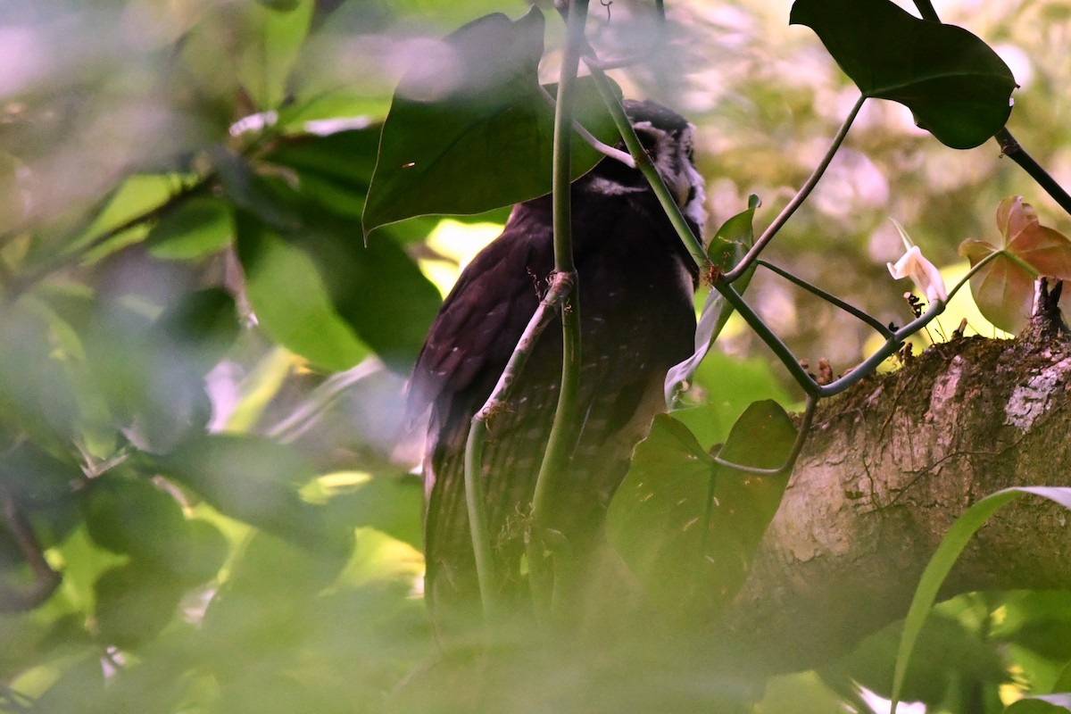 Spectacled Owl - ML619446968