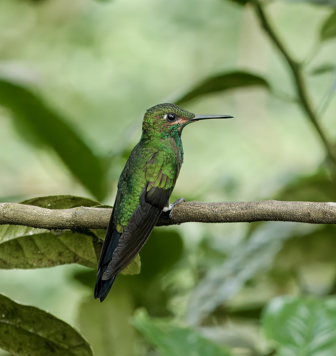 Green-crowned Brilliant - Julie Schneider