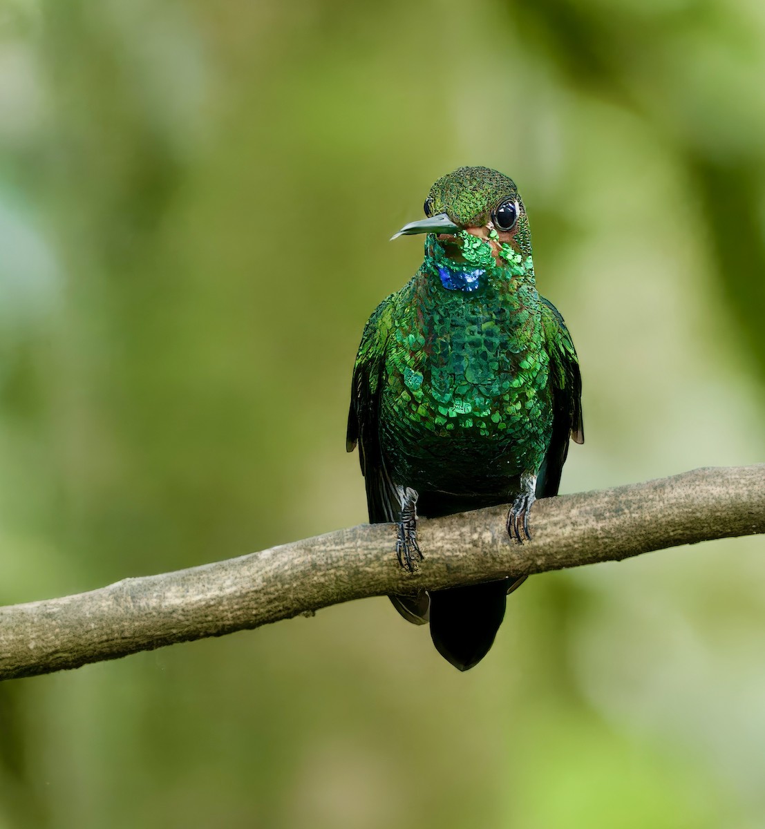 Green-crowned Brilliant - Julie Schneider