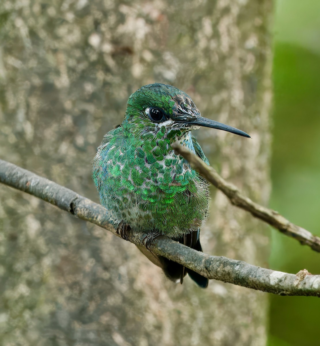 Green-crowned Brilliant - Julie Schneider