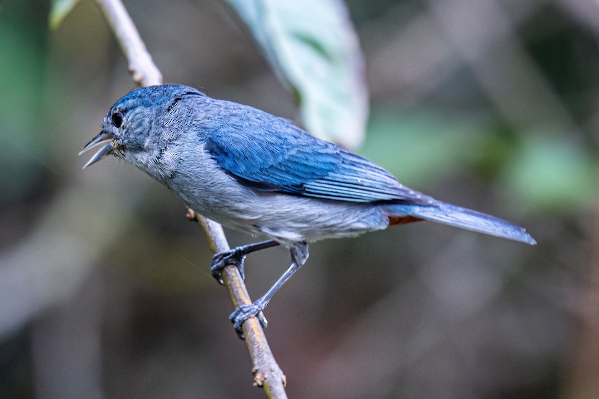 Chestnut-vented Conebill - Kurt Gaskill