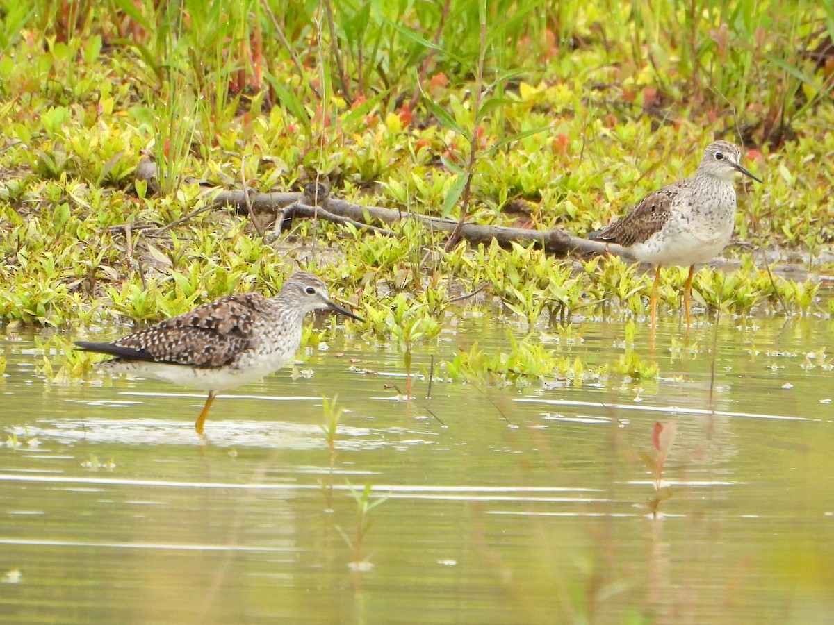 Lesser Yellowlegs - bob butler