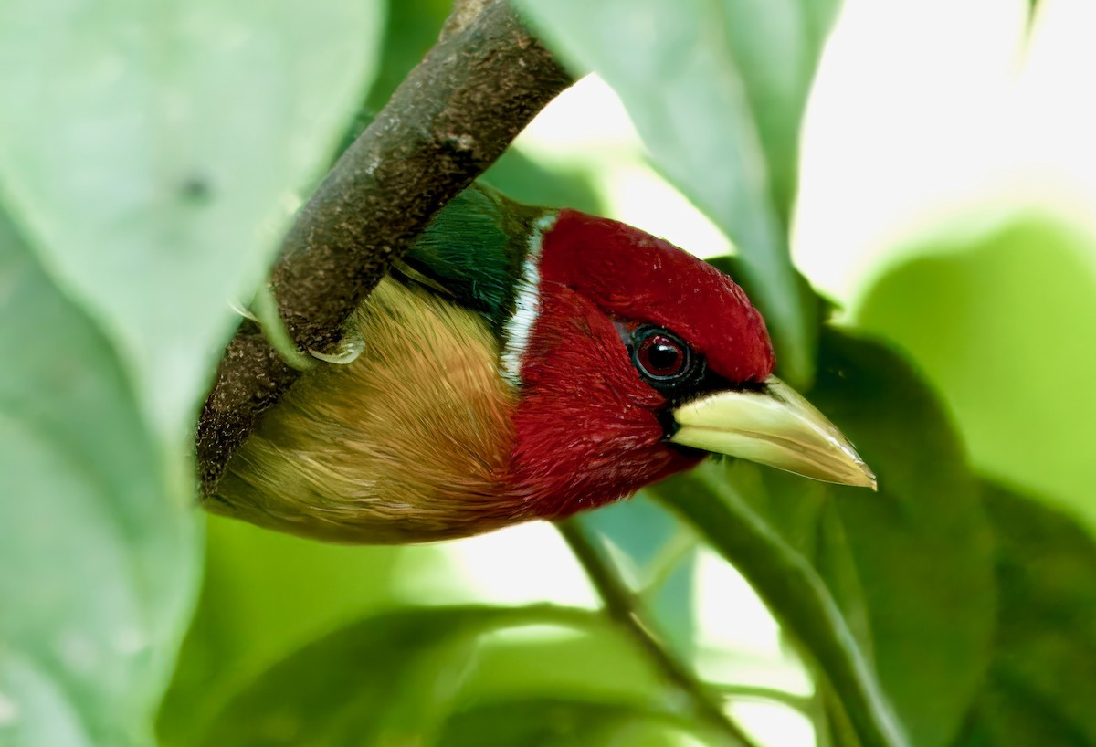 Red-headed Barbet - Julie Schneider