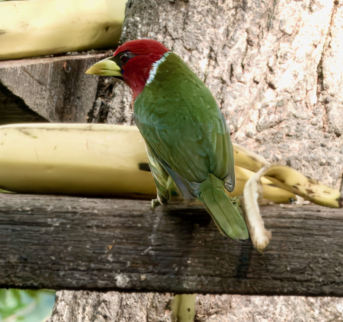 Red-headed Barbet - Julie Schneider