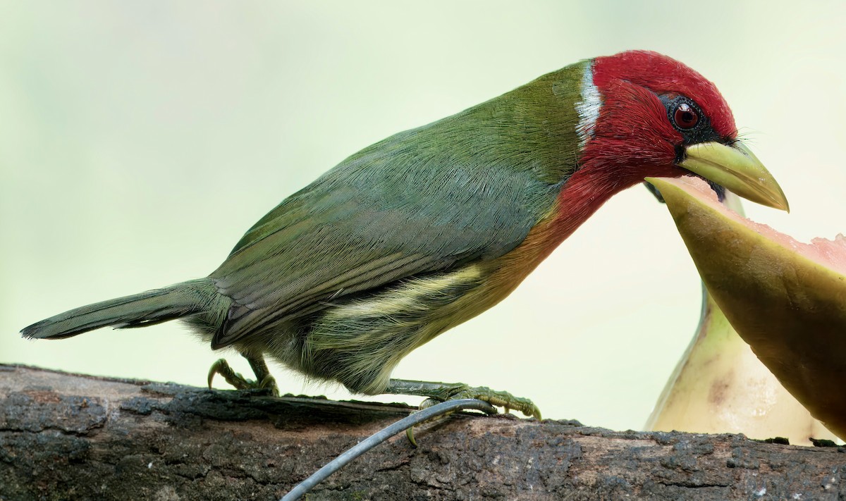 Red-headed Barbet - Julie Schneider