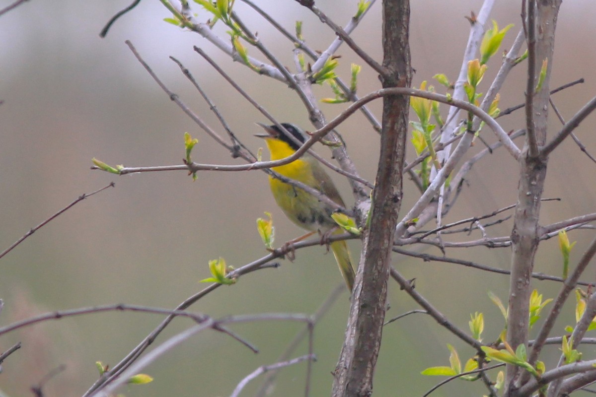 Common Yellowthroat - Anthony  Popiel