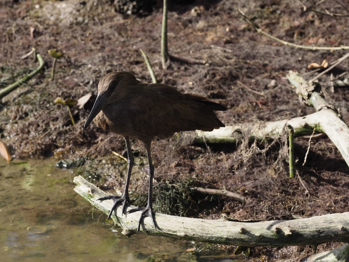 Hamerkop - ML619447047