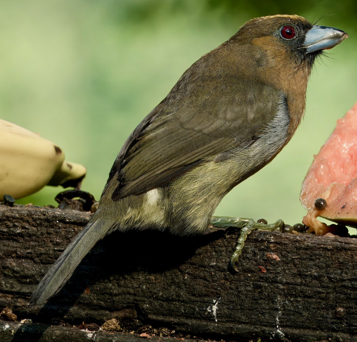 Prong-billed Barbet - Julie Schneider