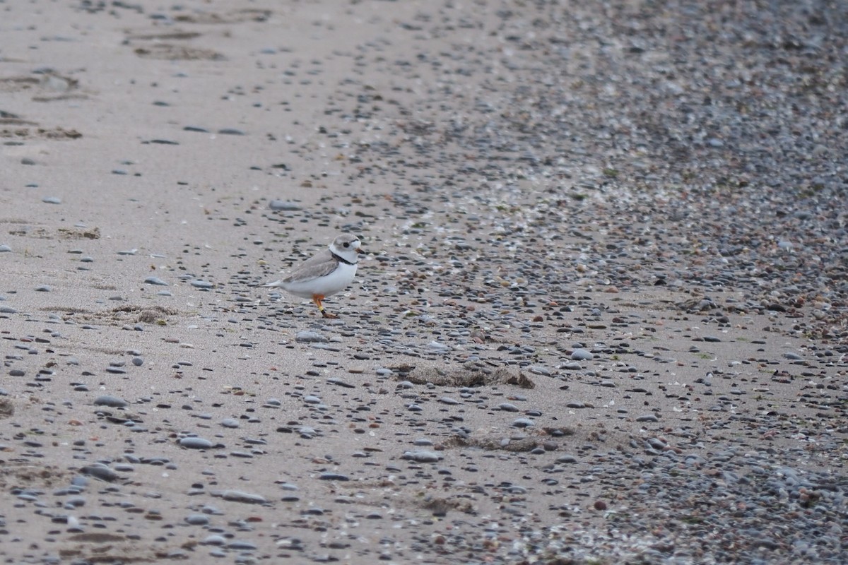 Piping Plover - André Dionne