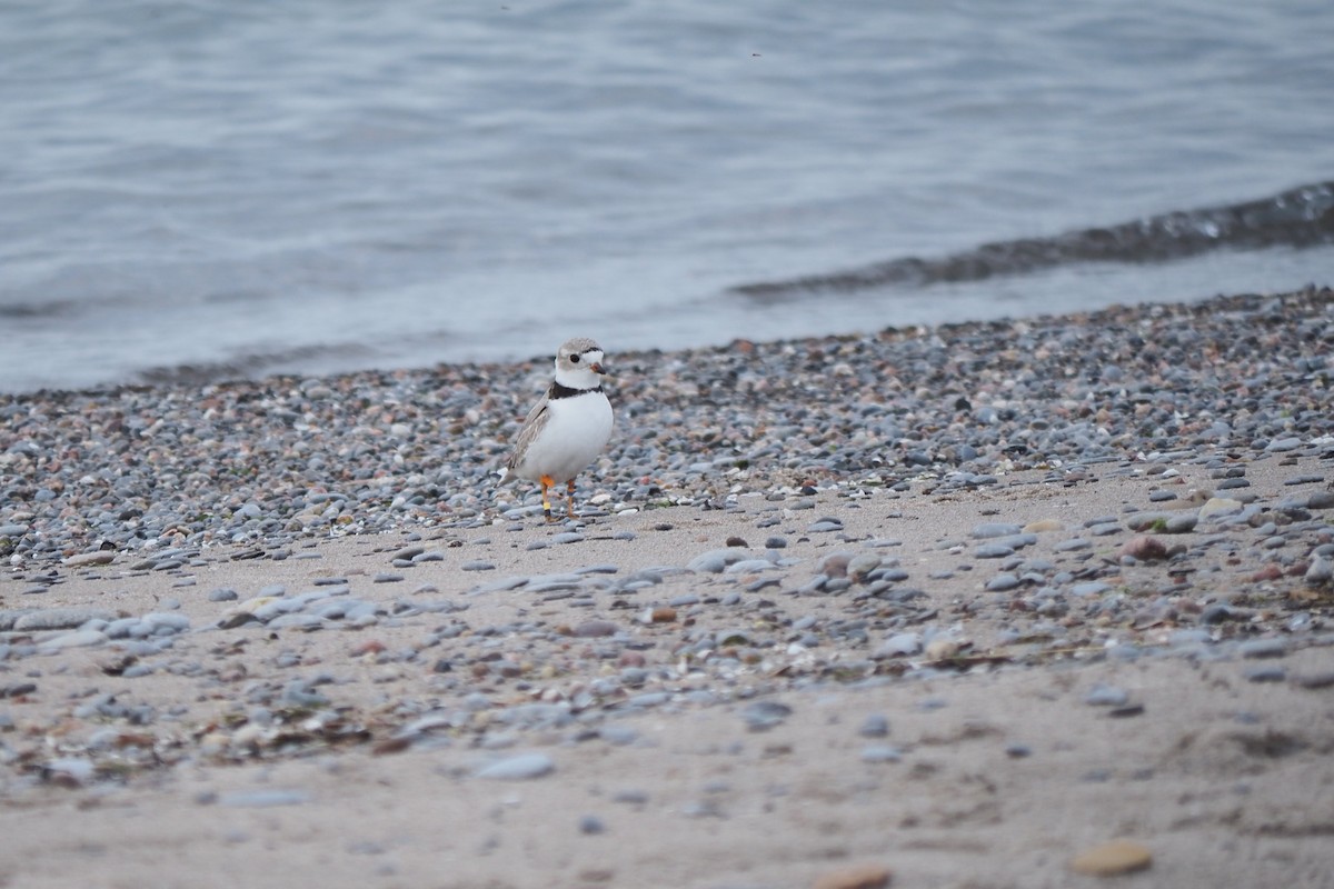 Piping Plover - André Dionne