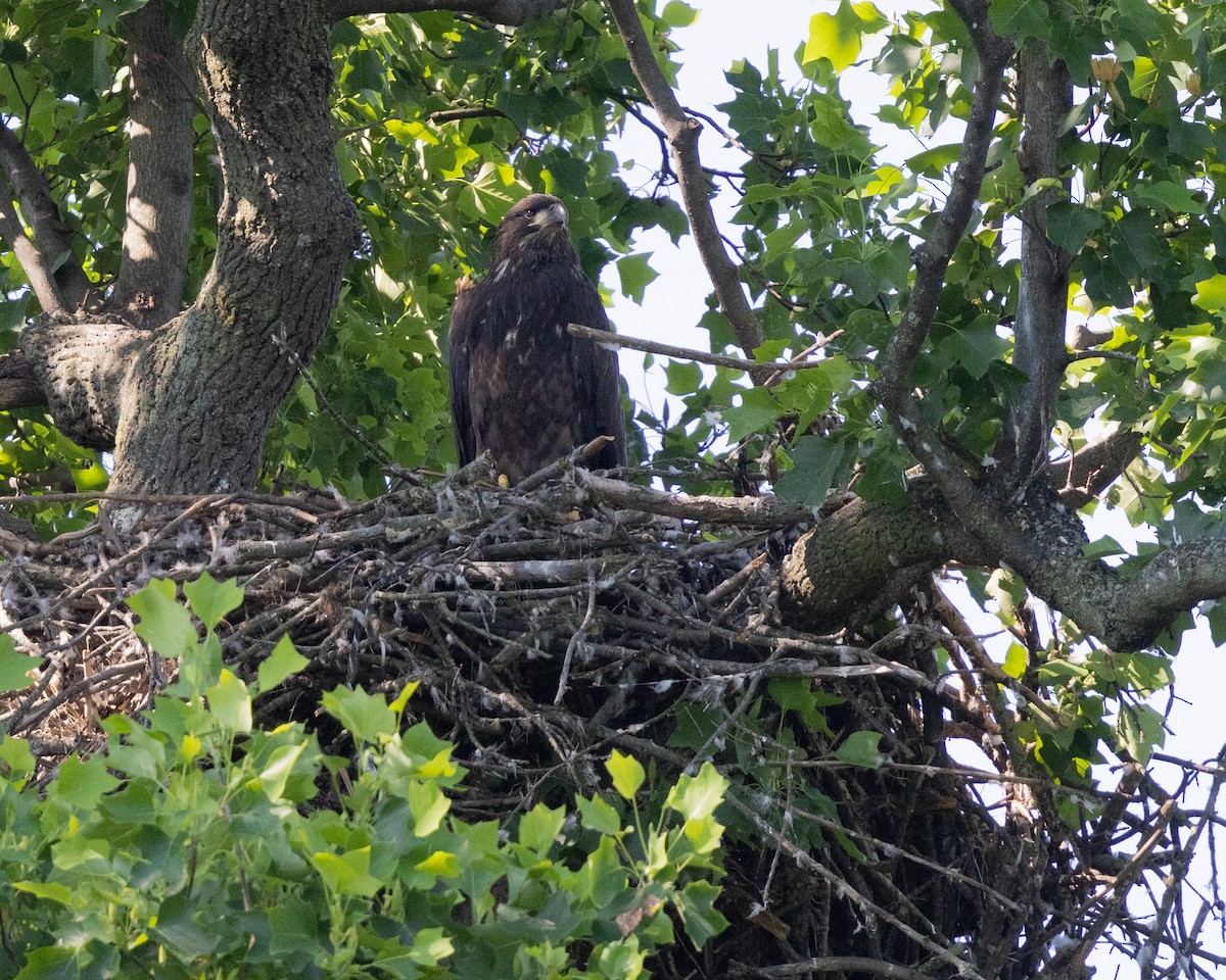 Bald Eagle - Dixie Sommers