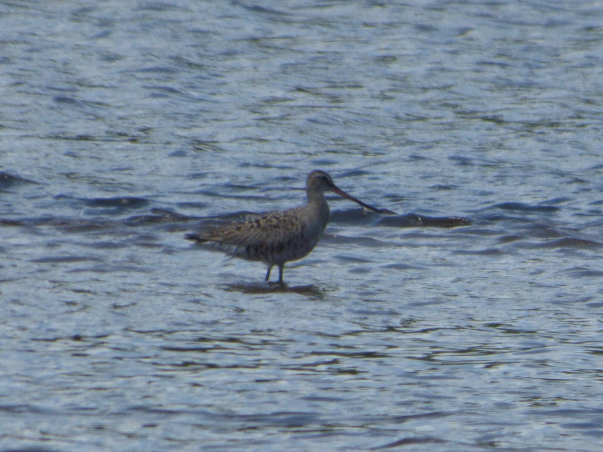 Hudsonian Godwit - Brian Allen