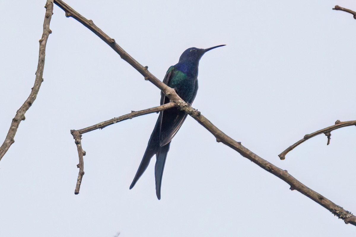 Colibrí Golondrina - ML619447077