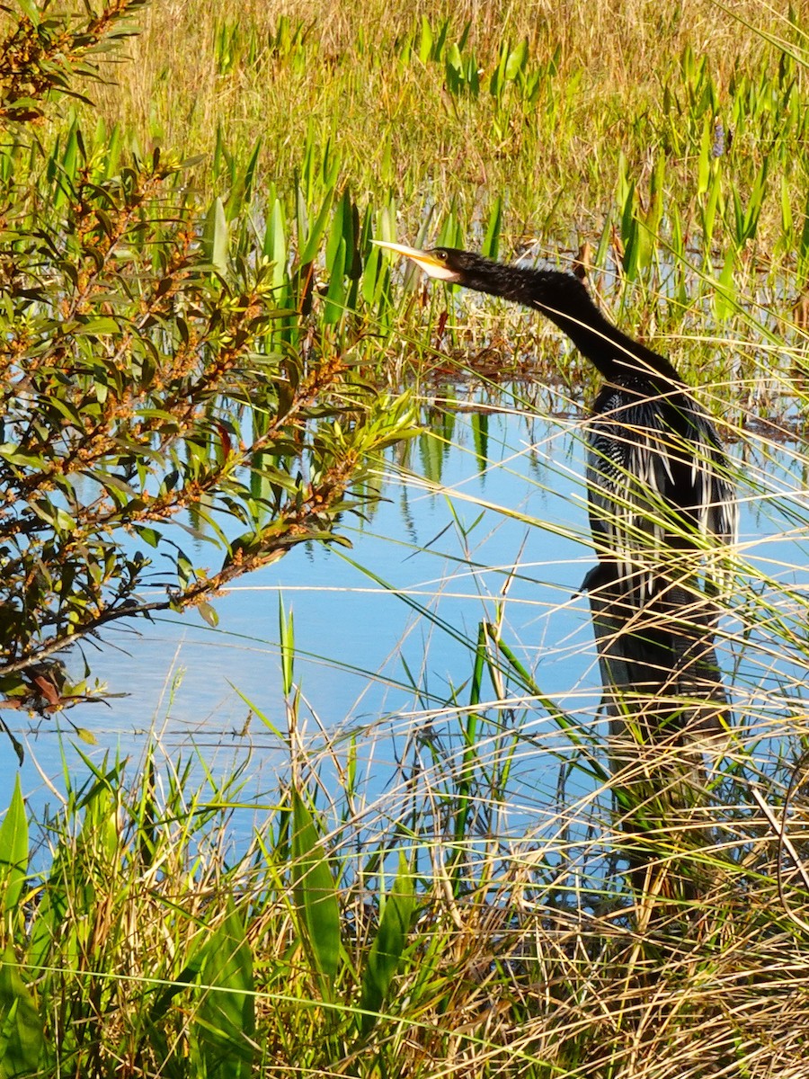 Anhinga d'Amérique - ML619447078