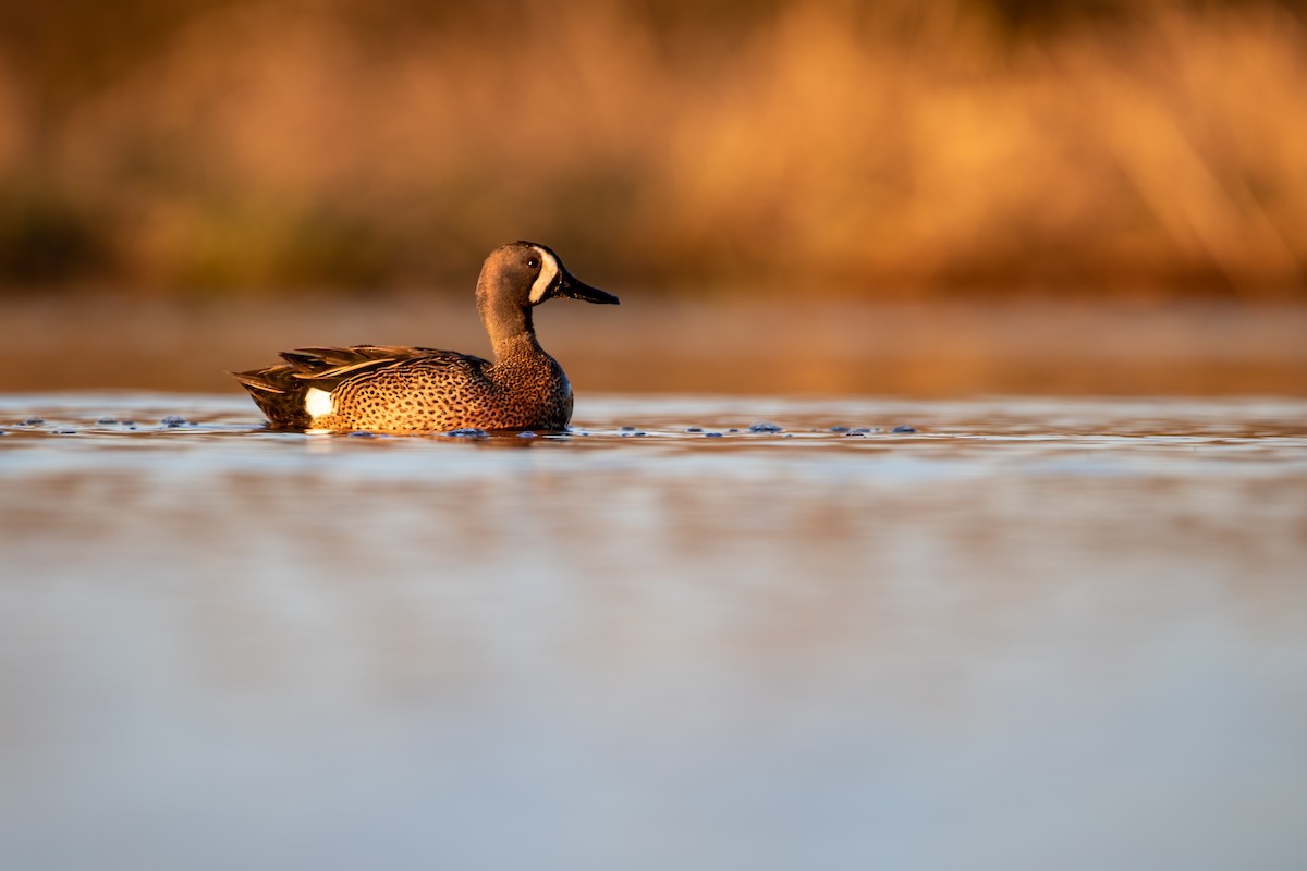 Blue-winged Teal - Joseph Malott