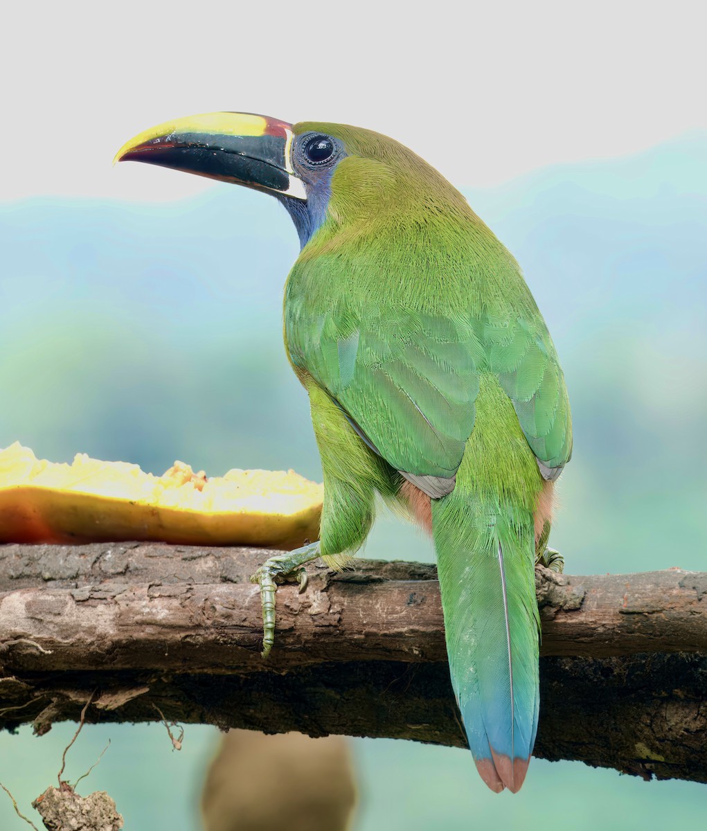 Northern Emerald-Toucanet - Julie Schneider