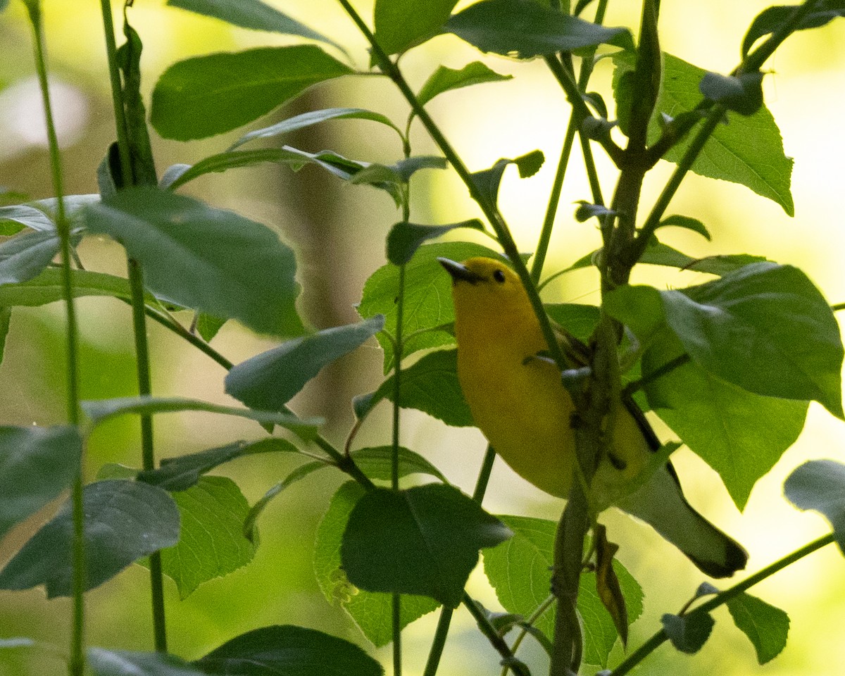 Prothonotary Warbler - Dixie Sommers