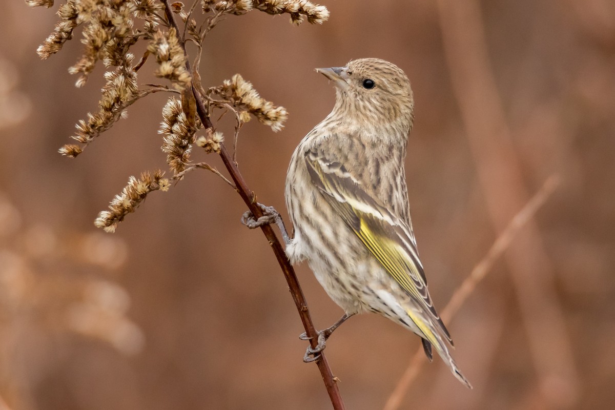 Pine Siskin - ML61944711