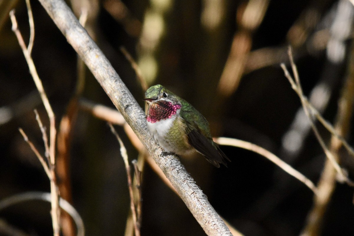 Broad-tailed Hummingbird - Michael Smith