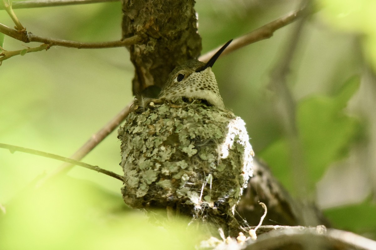 Broad-tailed Hummingbird - Michael Smith