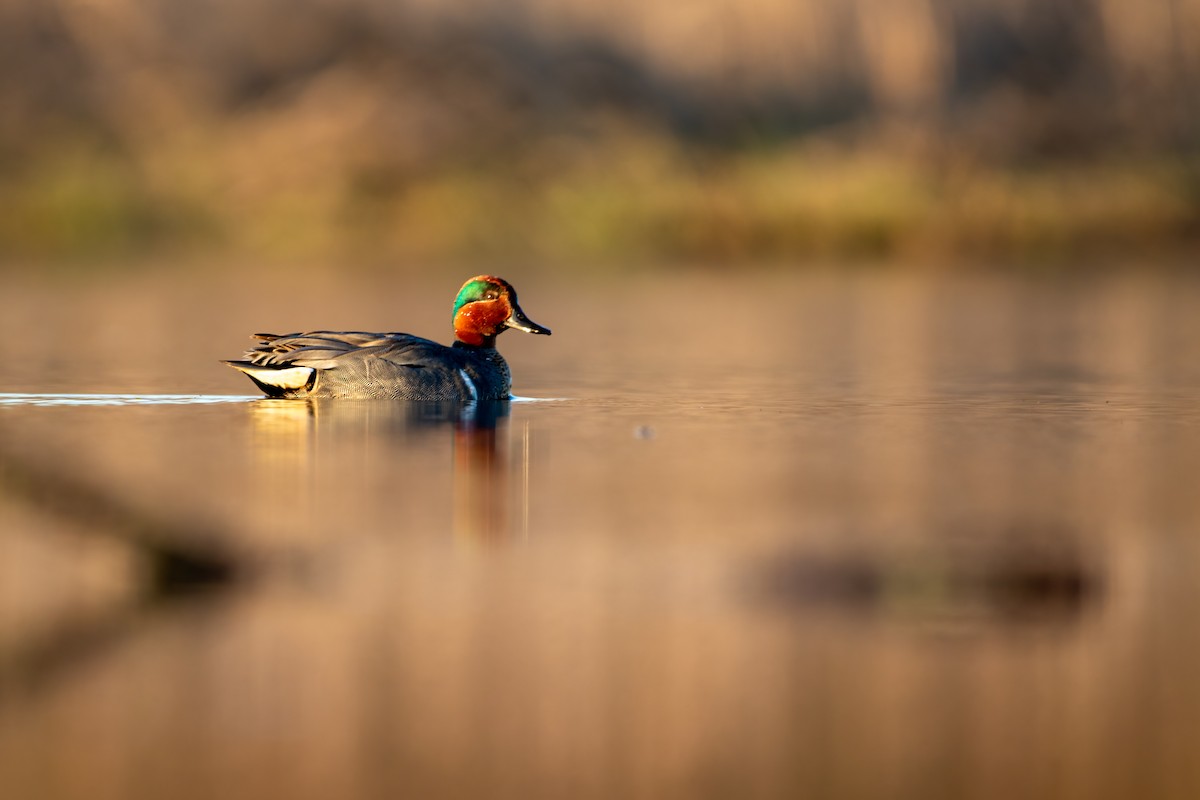 Green-winged Teal - ML619447112