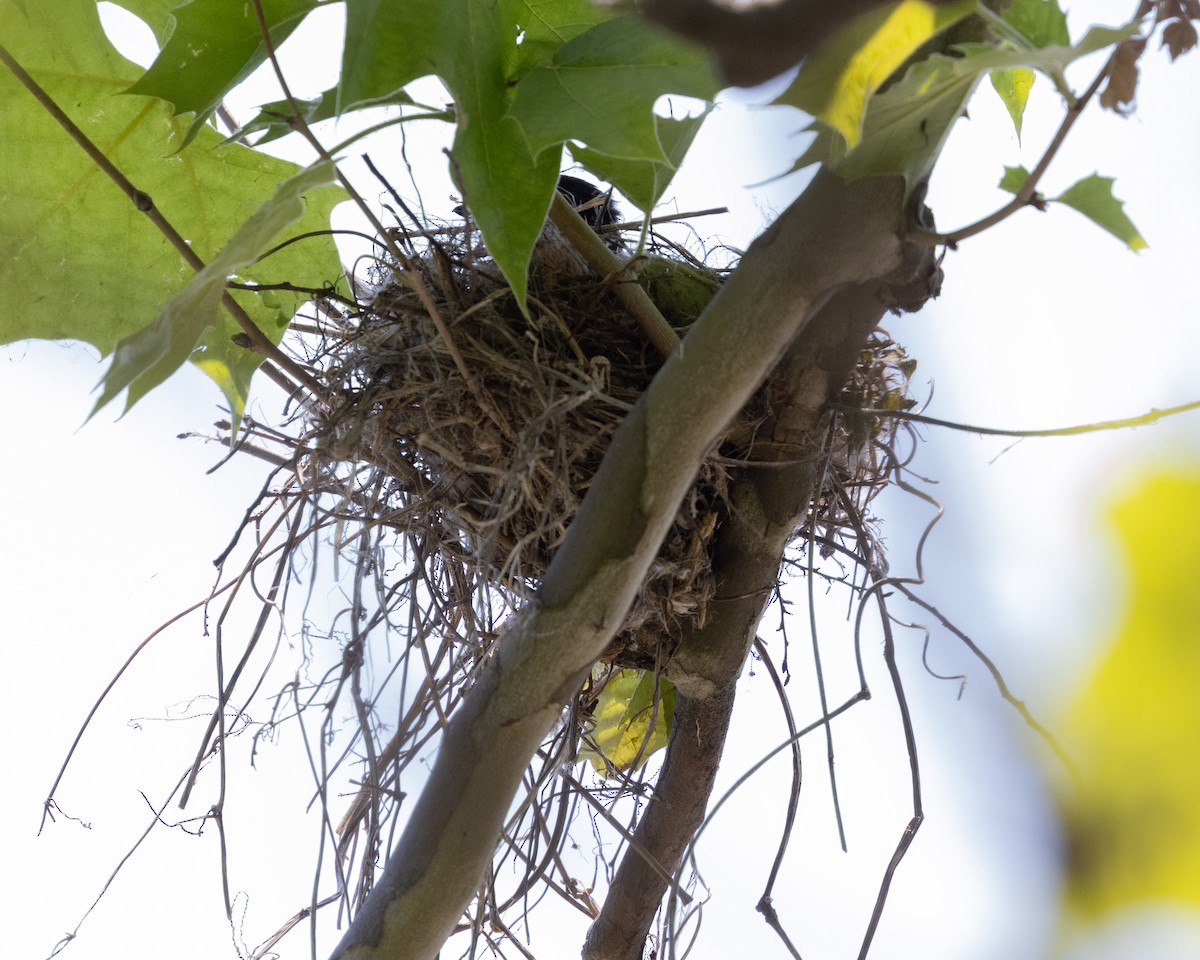 Eastern Kingbird - Dixie Sommers