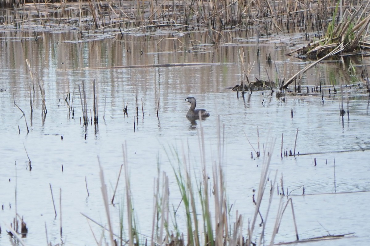 Pied-billed Grebe - André Dionne