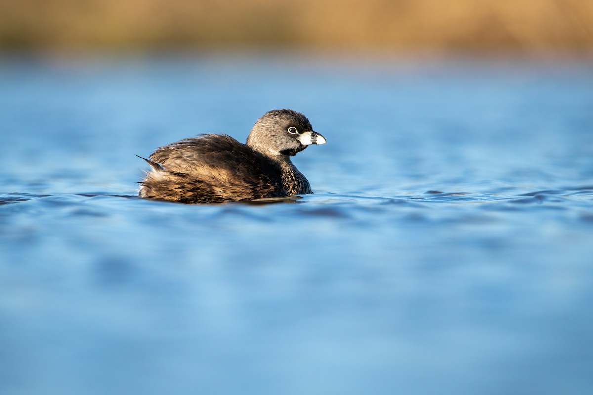 Pied-billed Grebe - ML619447130