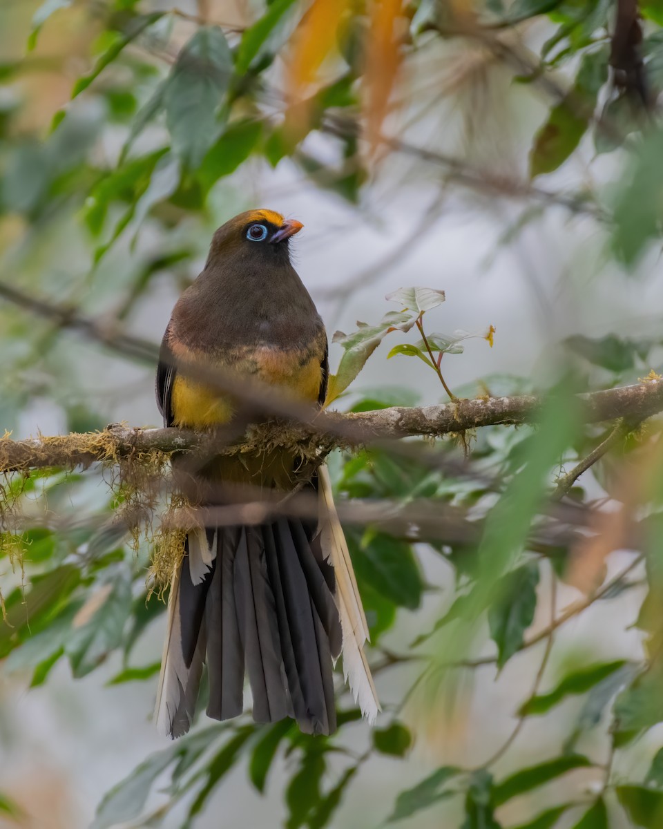 Ward's Trogon - Sumit Kayal