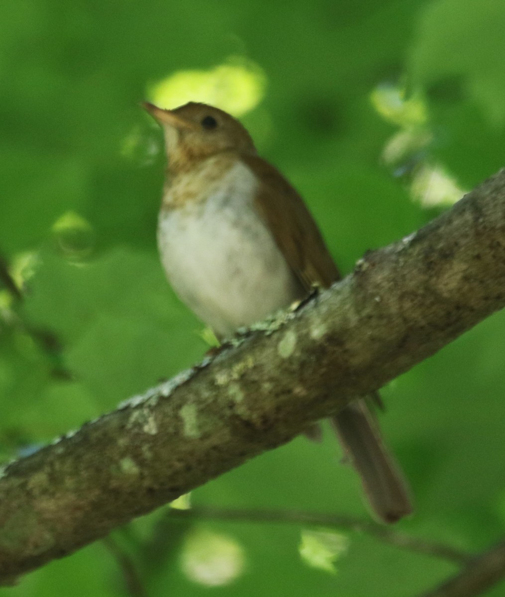 Veery - Karen Miller