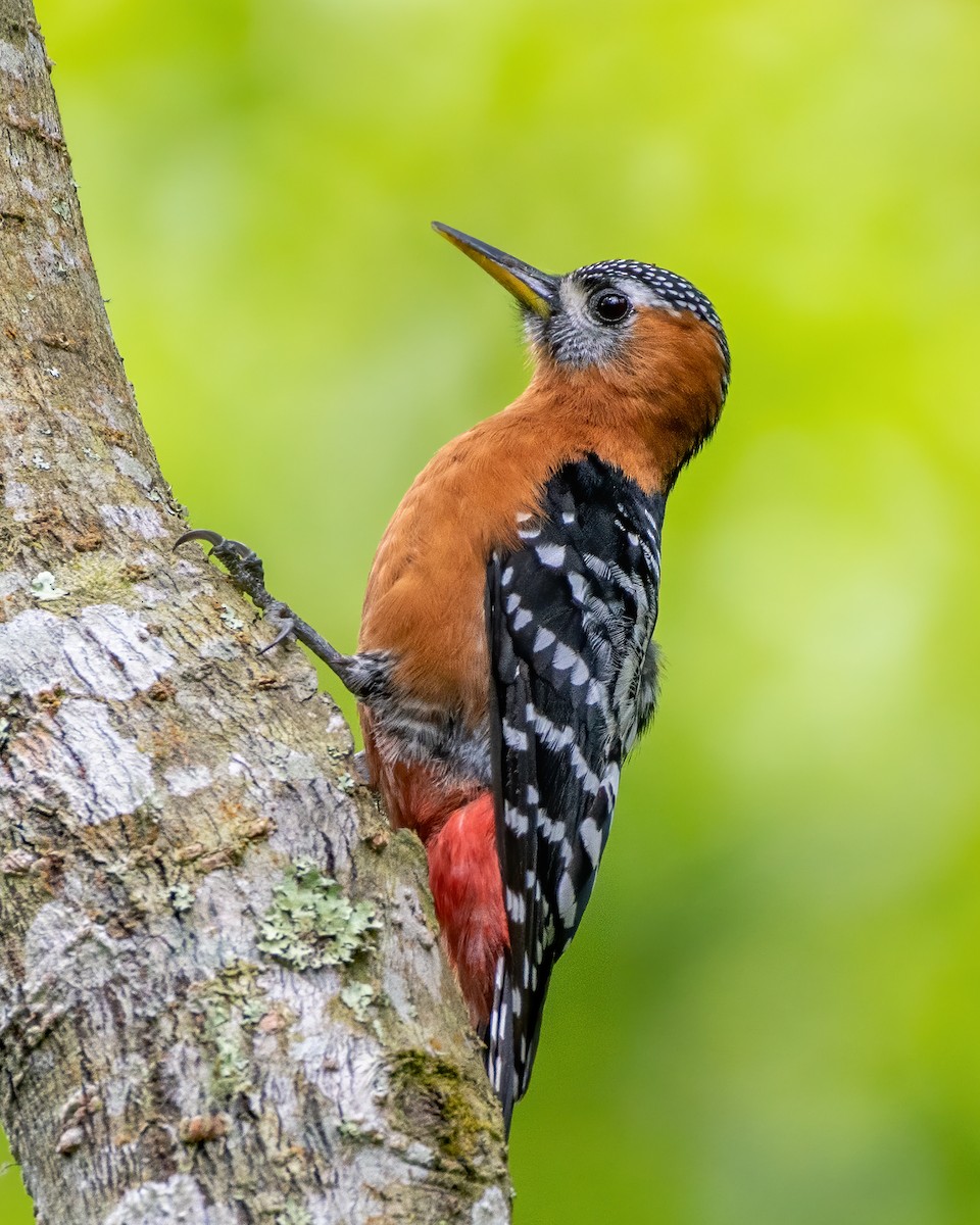 Rufous-bellied Woodpecker - Sumit Kayal