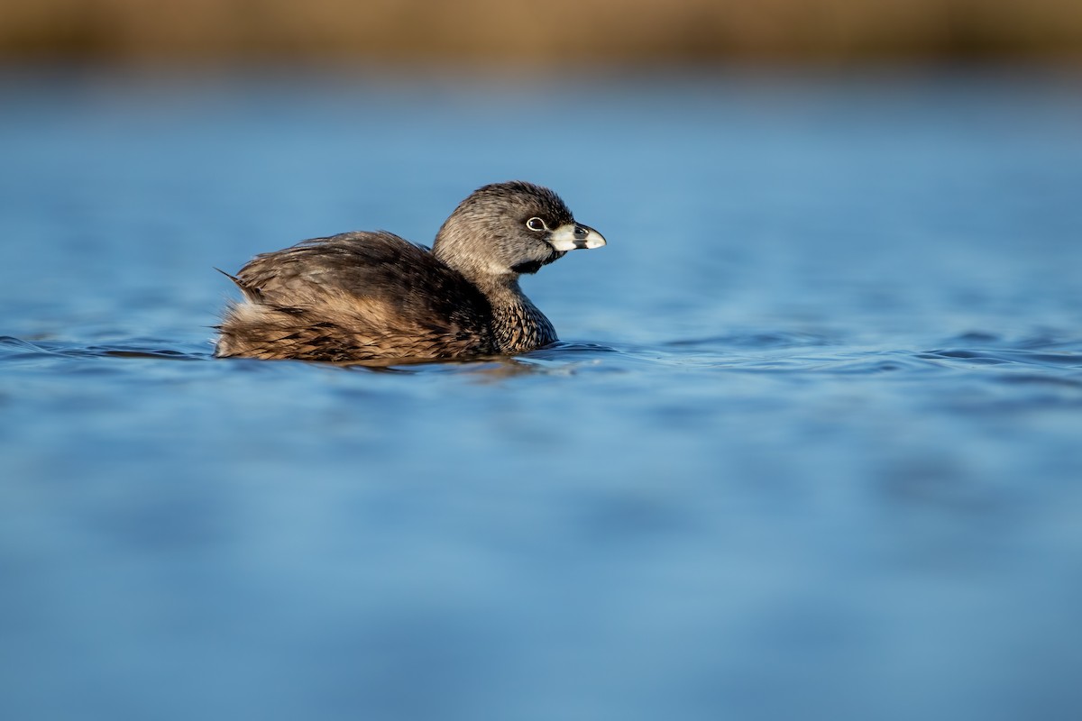 Pied-billed Grebe - Joseph Malott