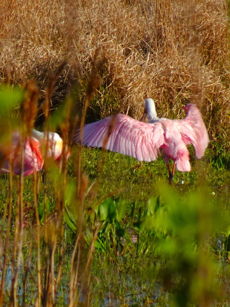 Roseate Spoonbill - ML619447151