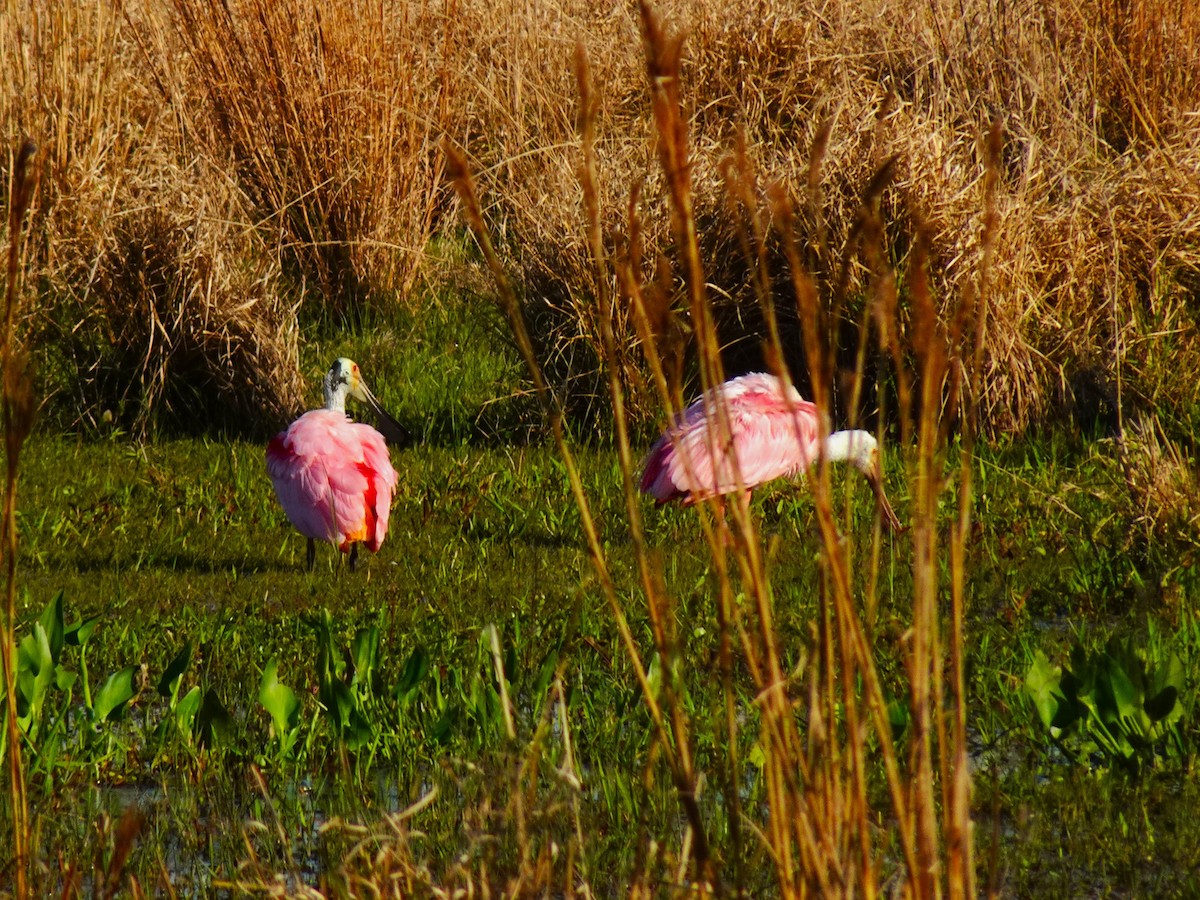 Roseate Spoonbill - ML619447154