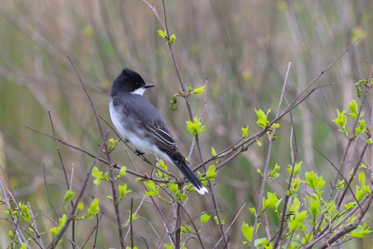 Eastern Kingbird - Anthony  Popiel