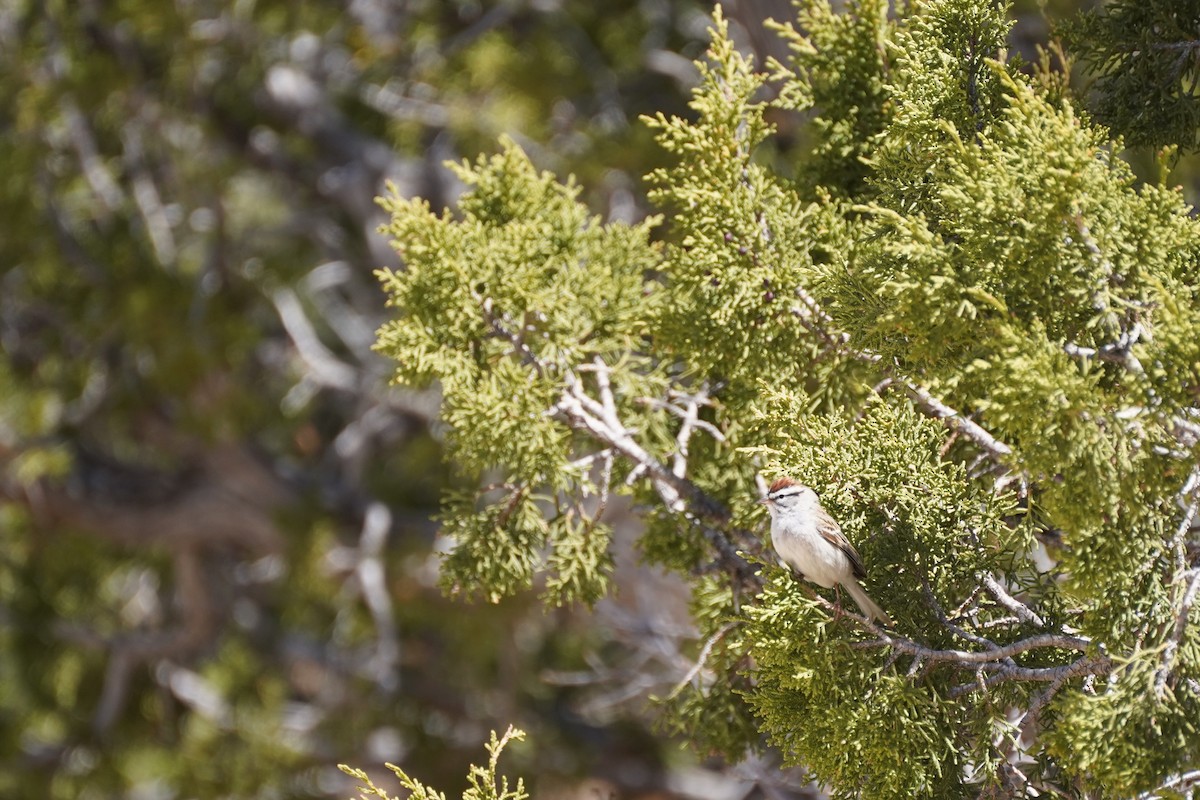 Chipping Sparrow - Amber Zertuche