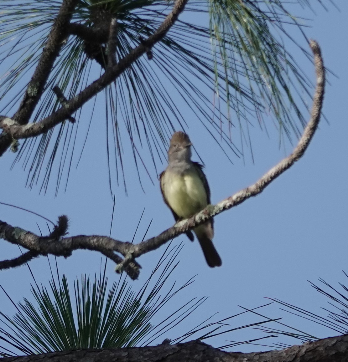 Great Crested Flycatcher - John  Paalvast