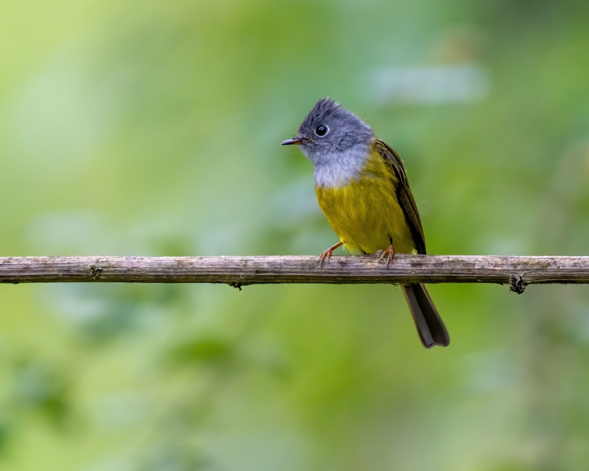 Gray-headed Canary-Flycatcher - Sumit Kayal