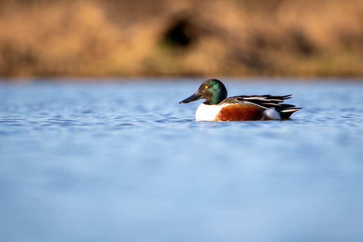 Northern Shoveler - Joseph Malott