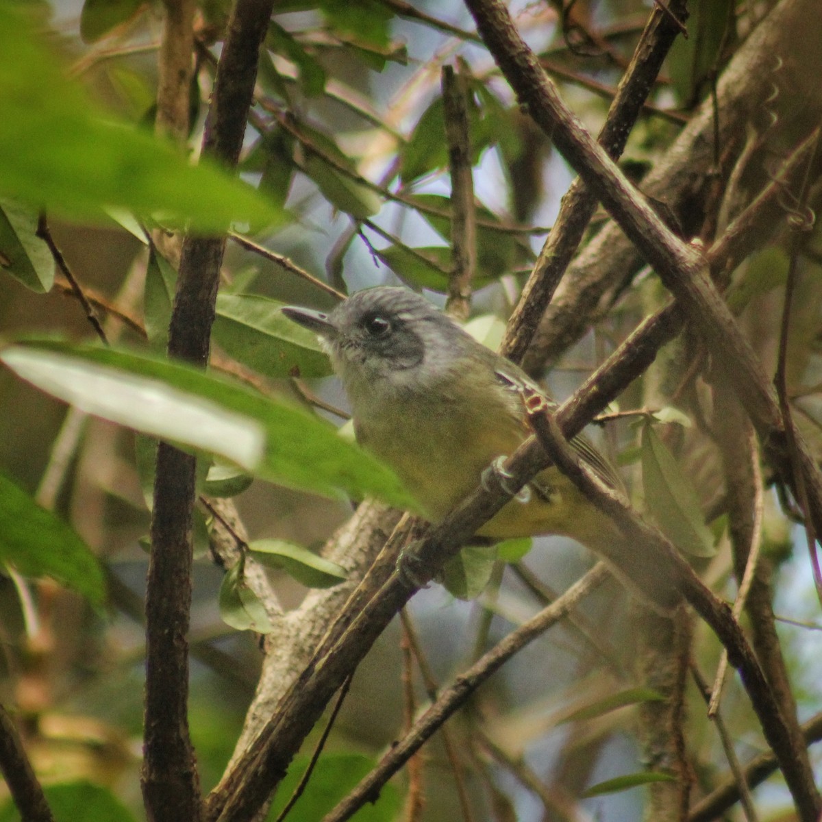 Plain Antvireo - Guillermo Andreo