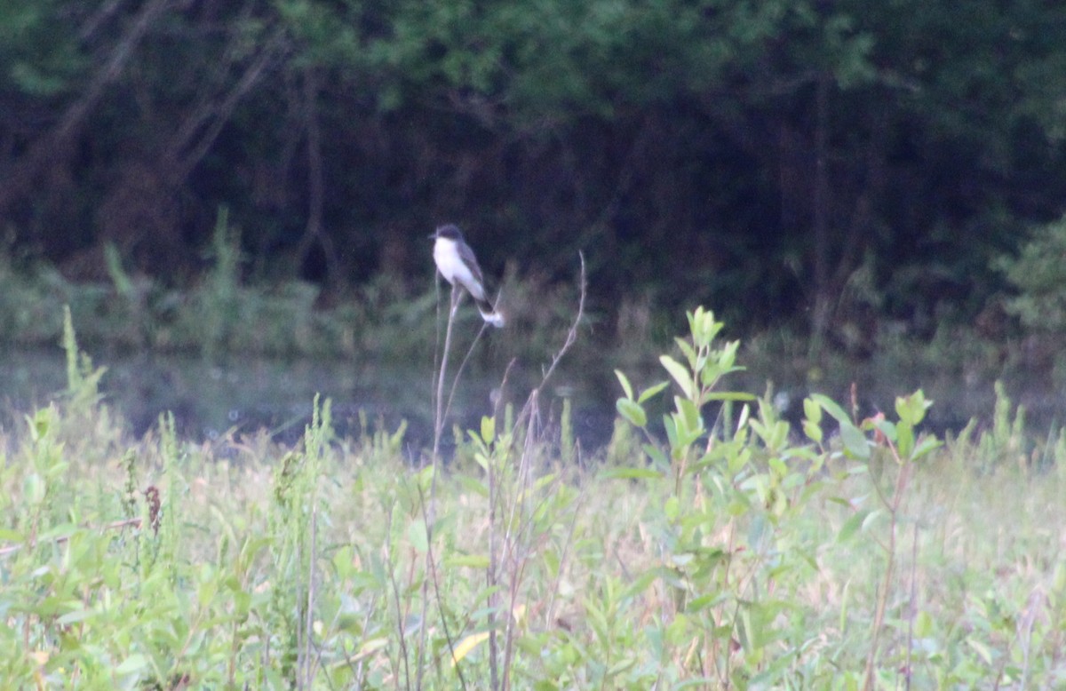 Eastern Kingbird - Carole Swann