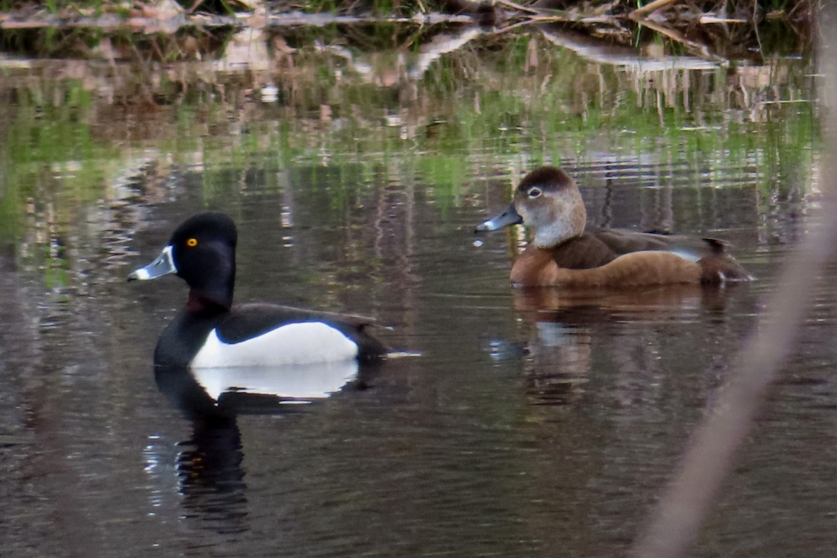 Ring-necked Duck - Sylvie Gagnon