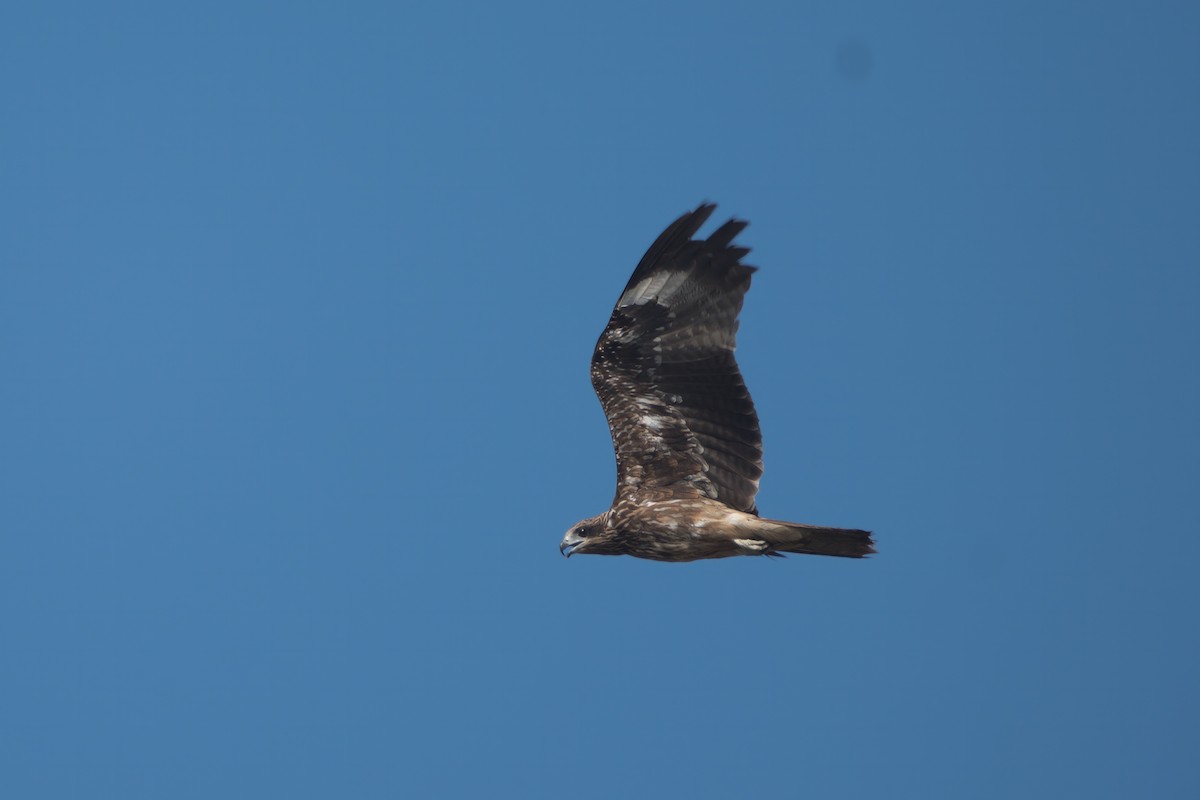 Booted Eagle - S Kanchan