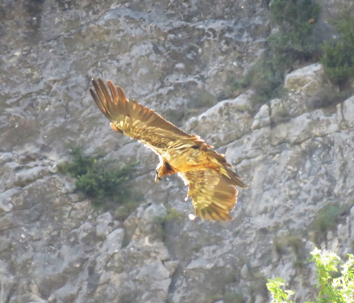 Bearded Vulture - ML619447199