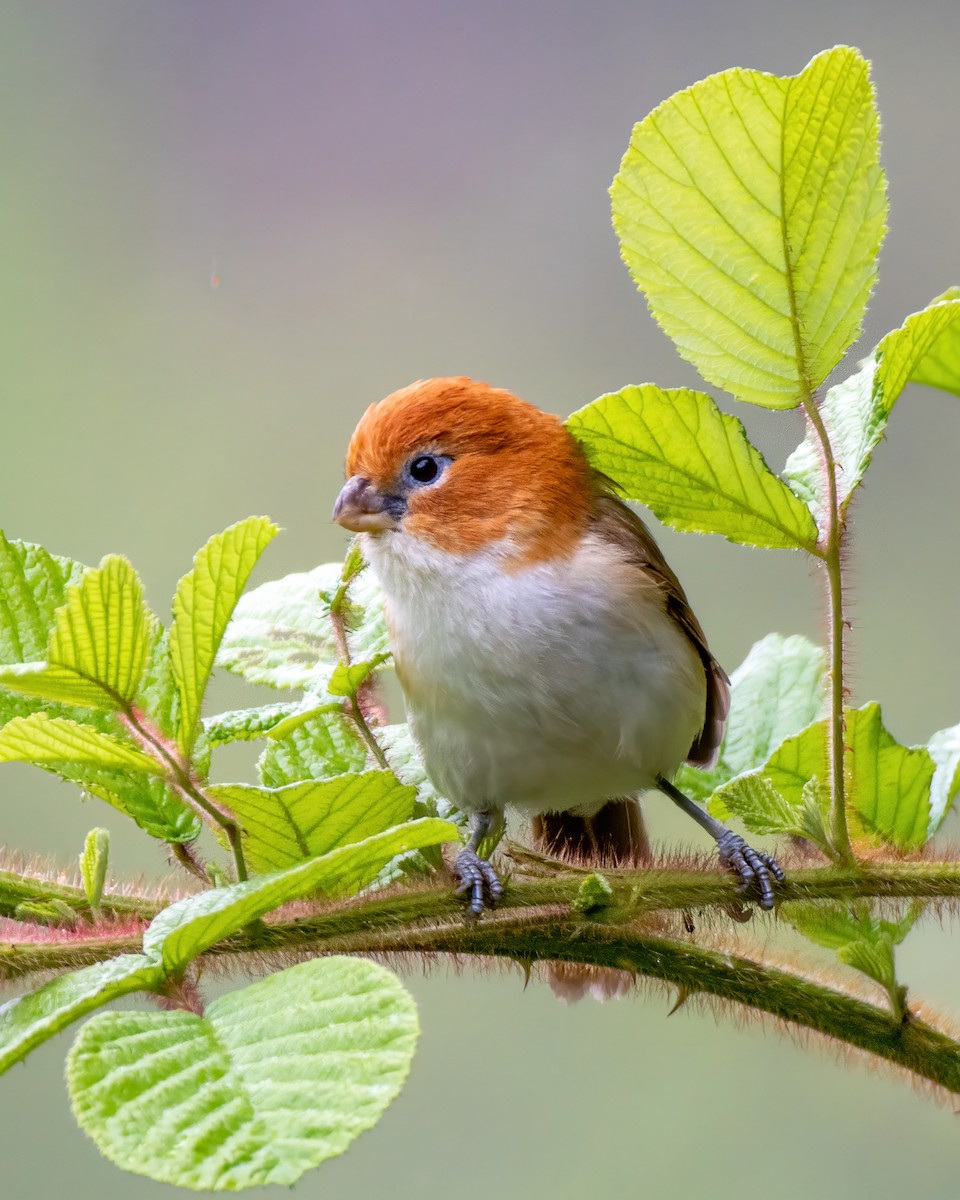 White-breasted Parrotbill - ML619447200