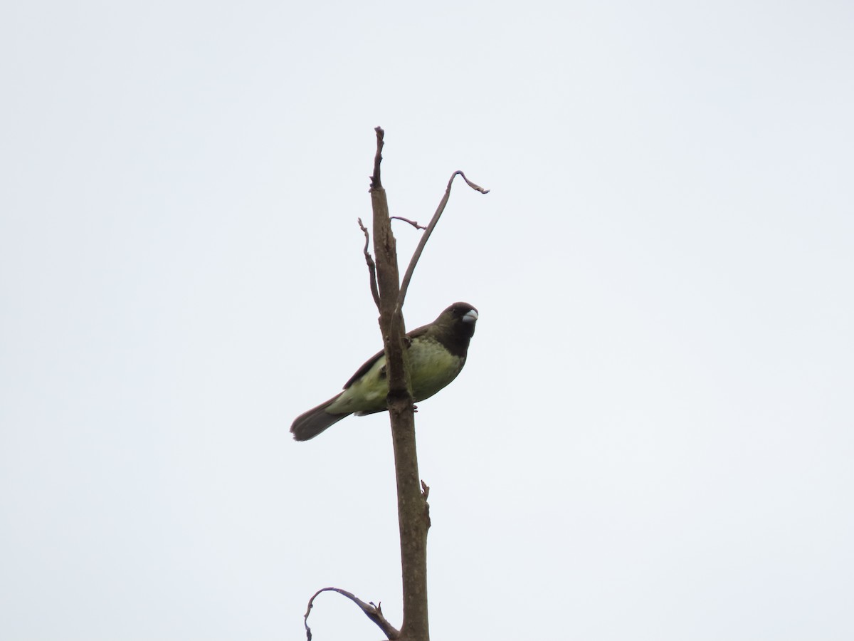 Yellow-bellied Seedeater - Cristian Cufiño