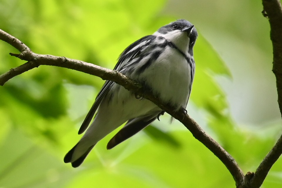 Cerulean Warbler - Cathy Spahn