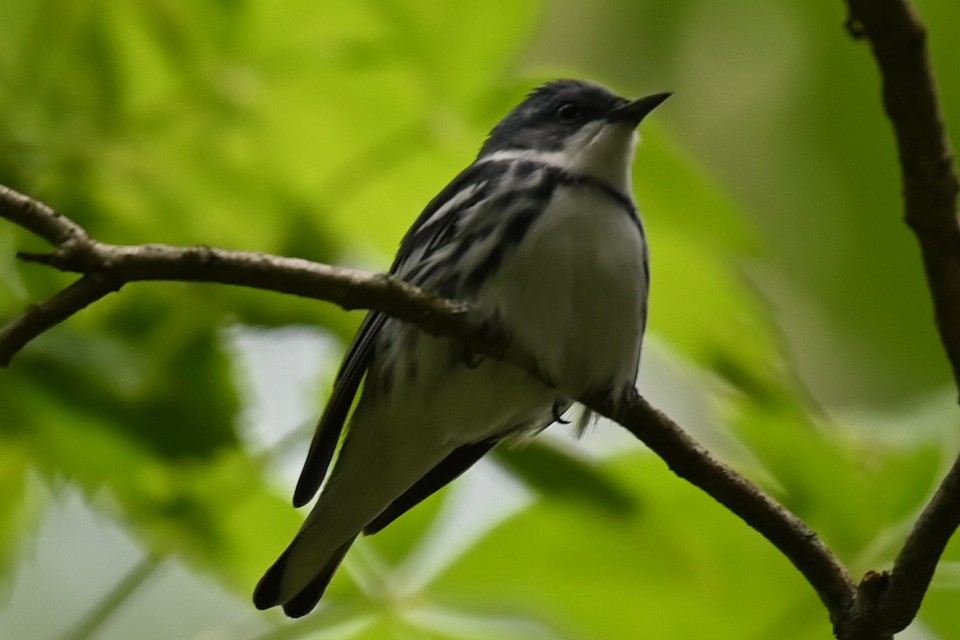 Paruline azurée - ML619447212