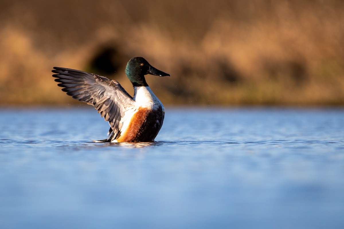 Northern Shoveler - ML619447217