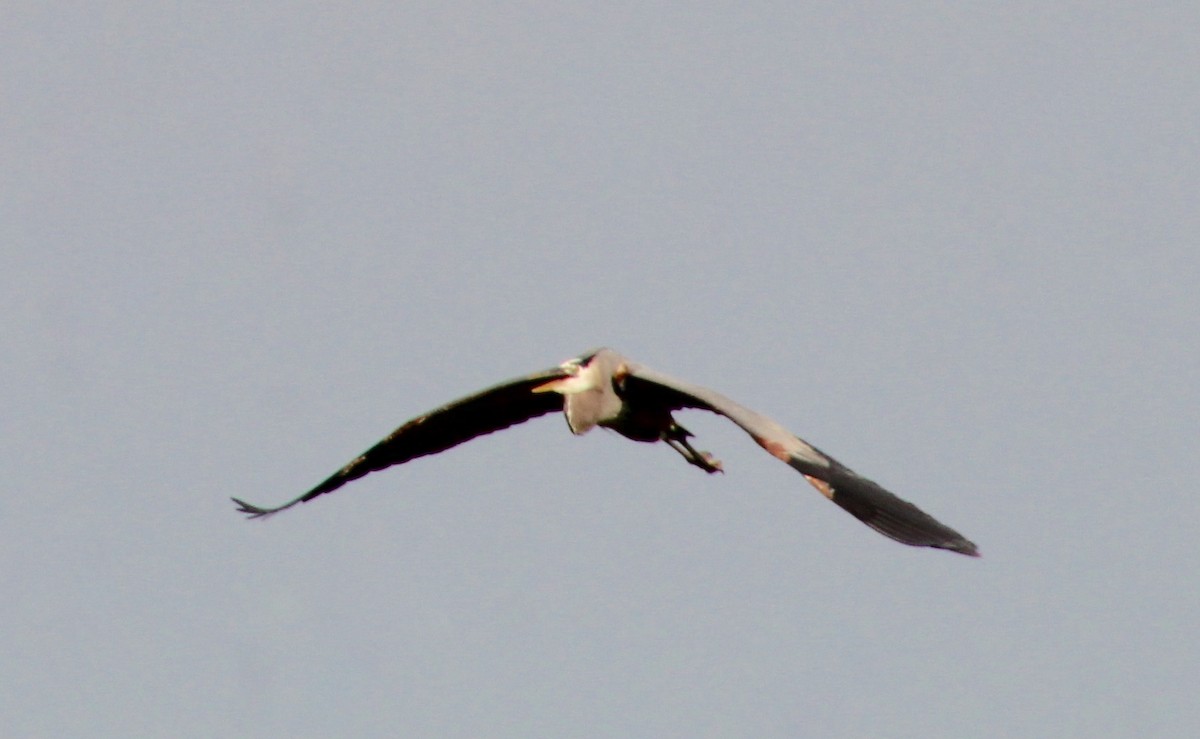 Great Blue Heron - ML619447218